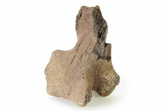 Fossil Hadrosaur Vertebra Process Section - Montana #316417
